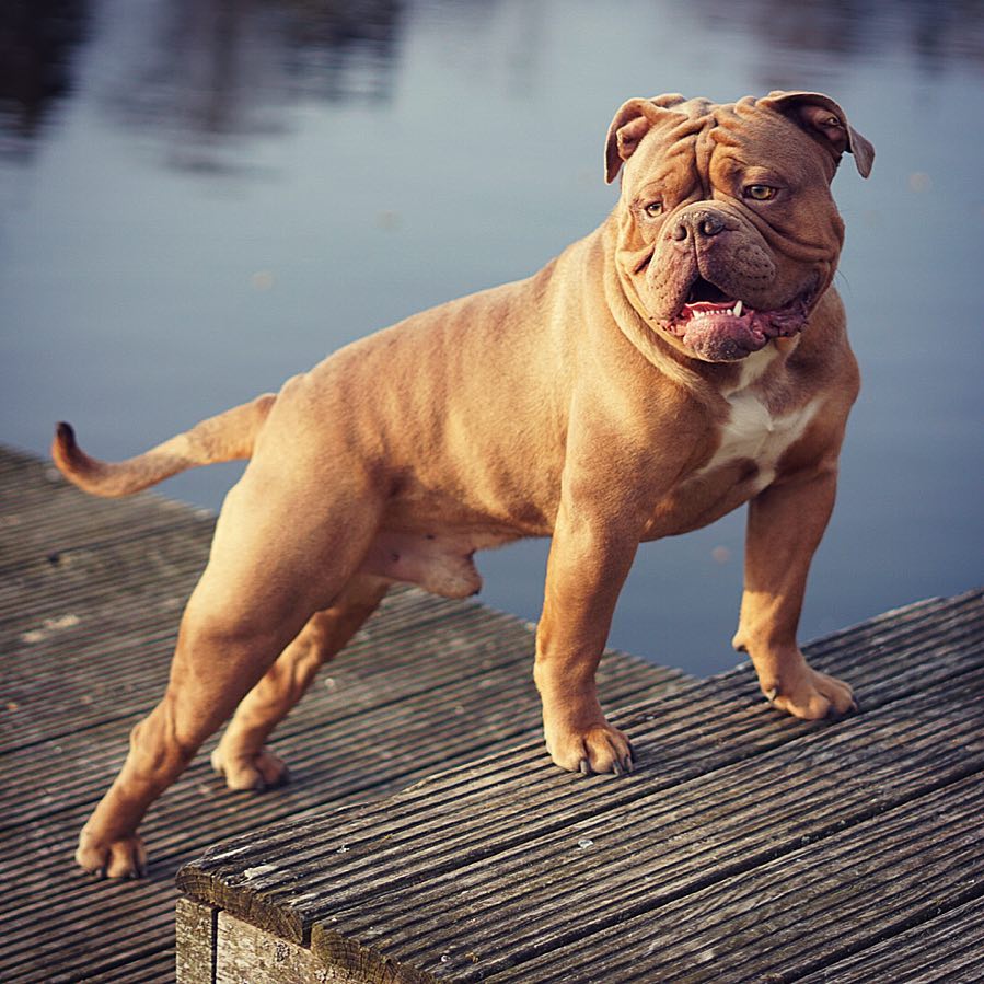 32 Top Pictures The Old English Bulldog Is Extinct To