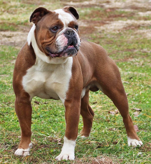 bantam bulldog puppies for sale